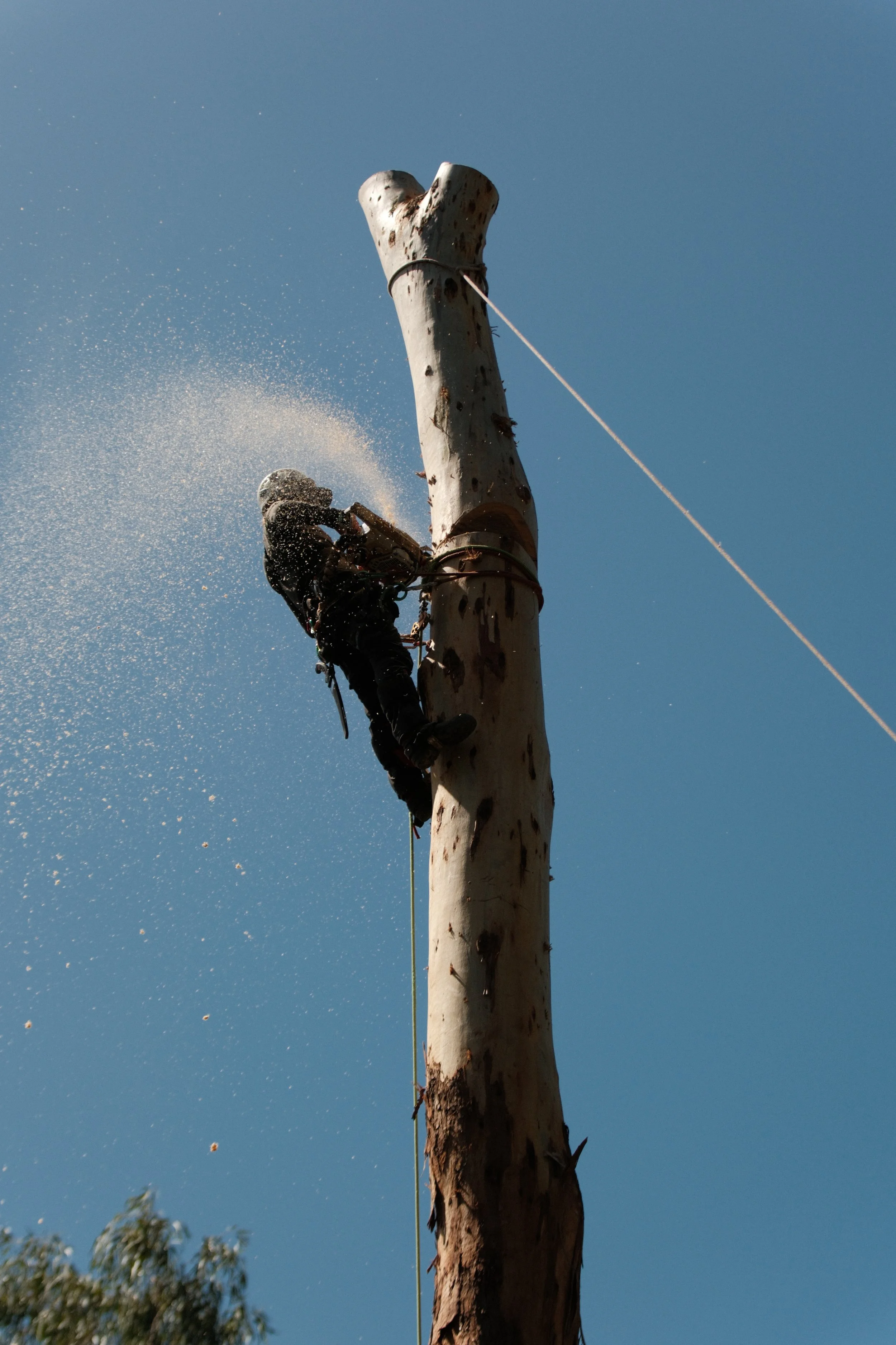 About Us - Trusted Northern Rivers Arborists — Leaf It To Us