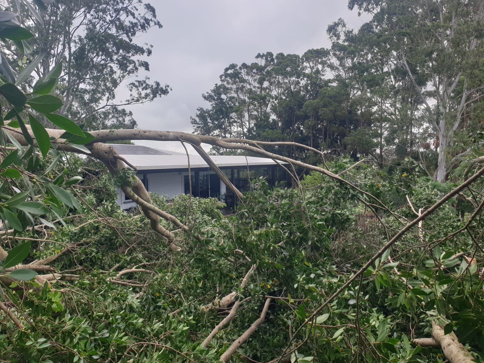 Arborist Services Byron Shire.jpeg