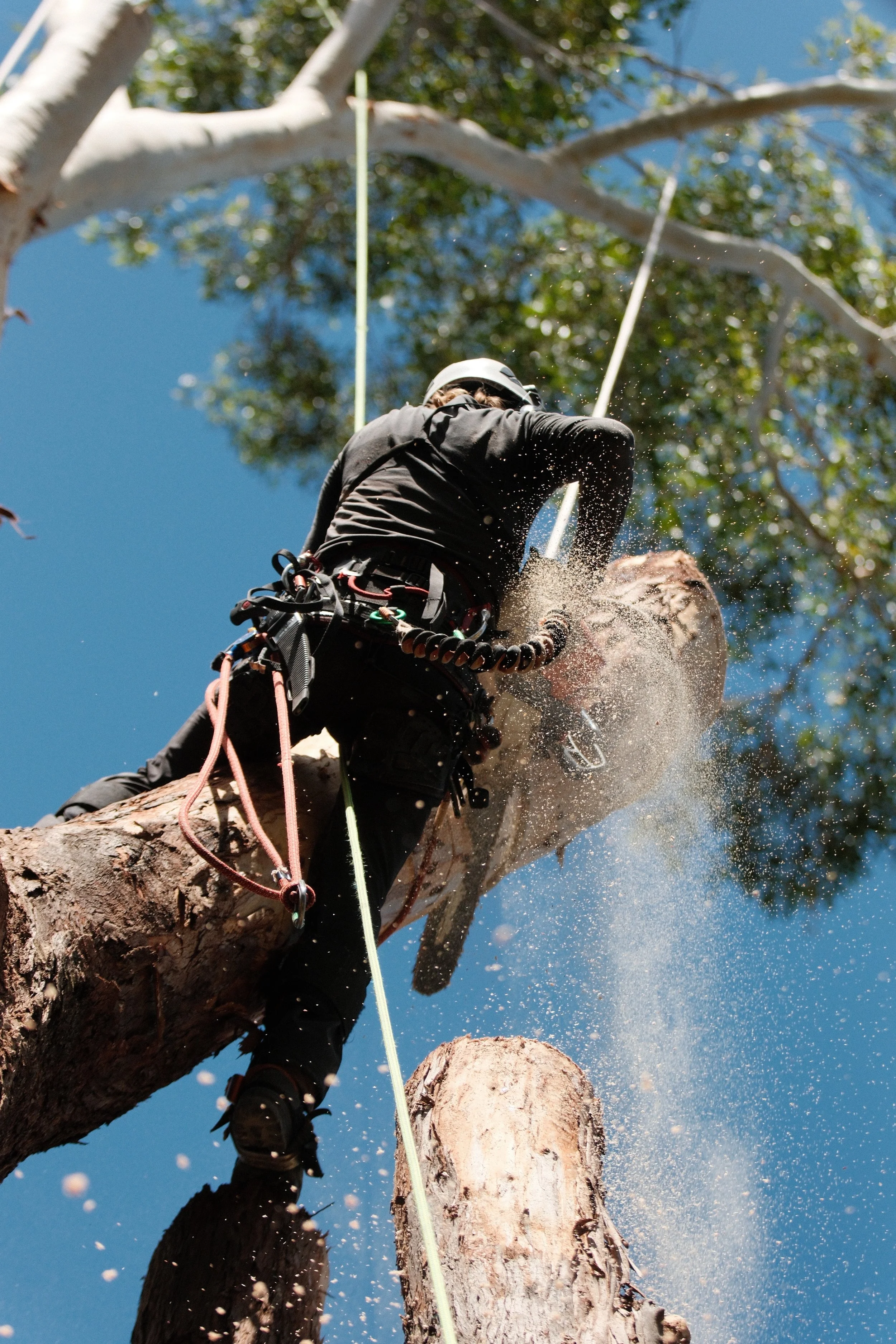 Tree Pruning & Lopping Northern Rivers | Expert Arborists — Leaf It To Us