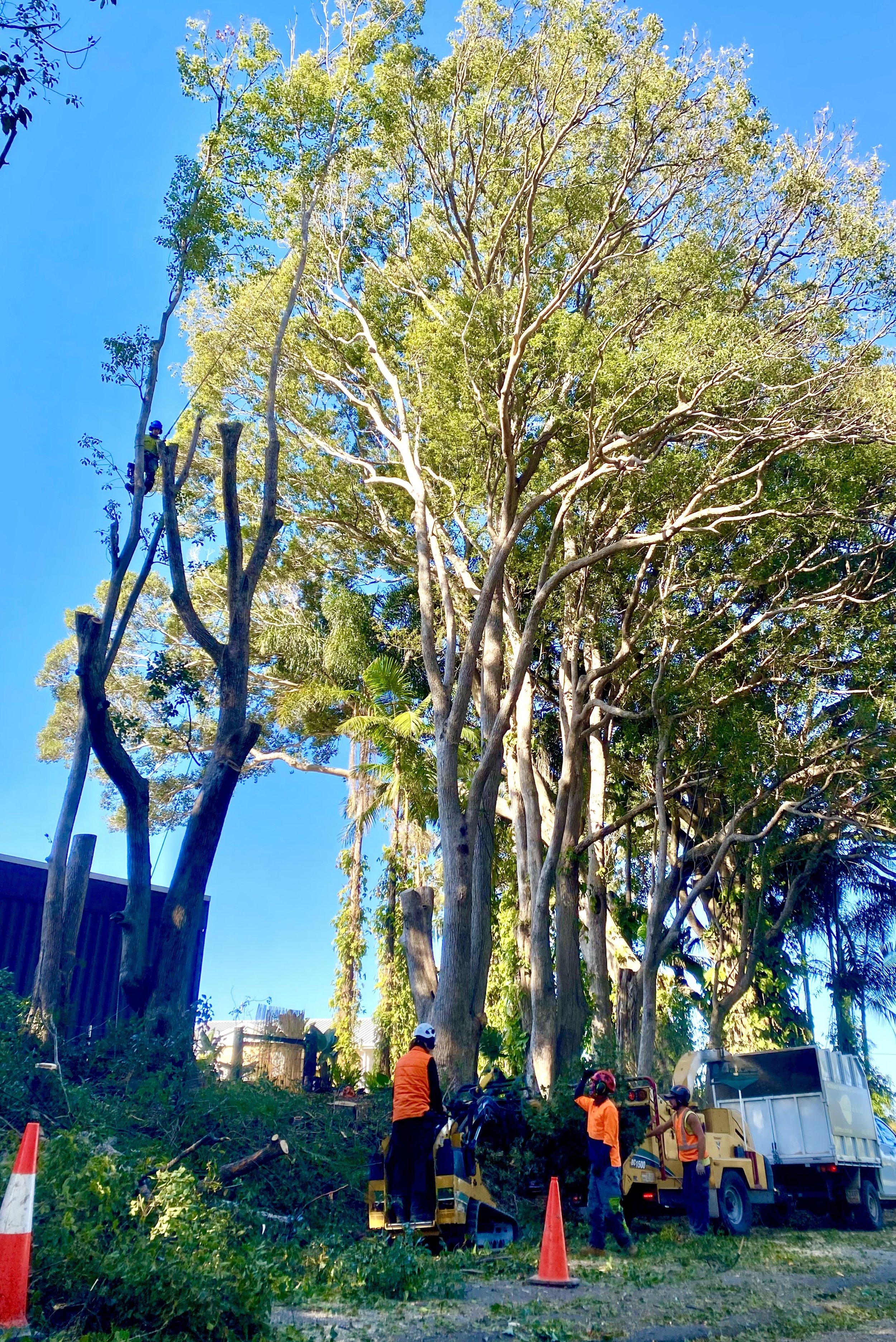Tree Pruning & Lopping