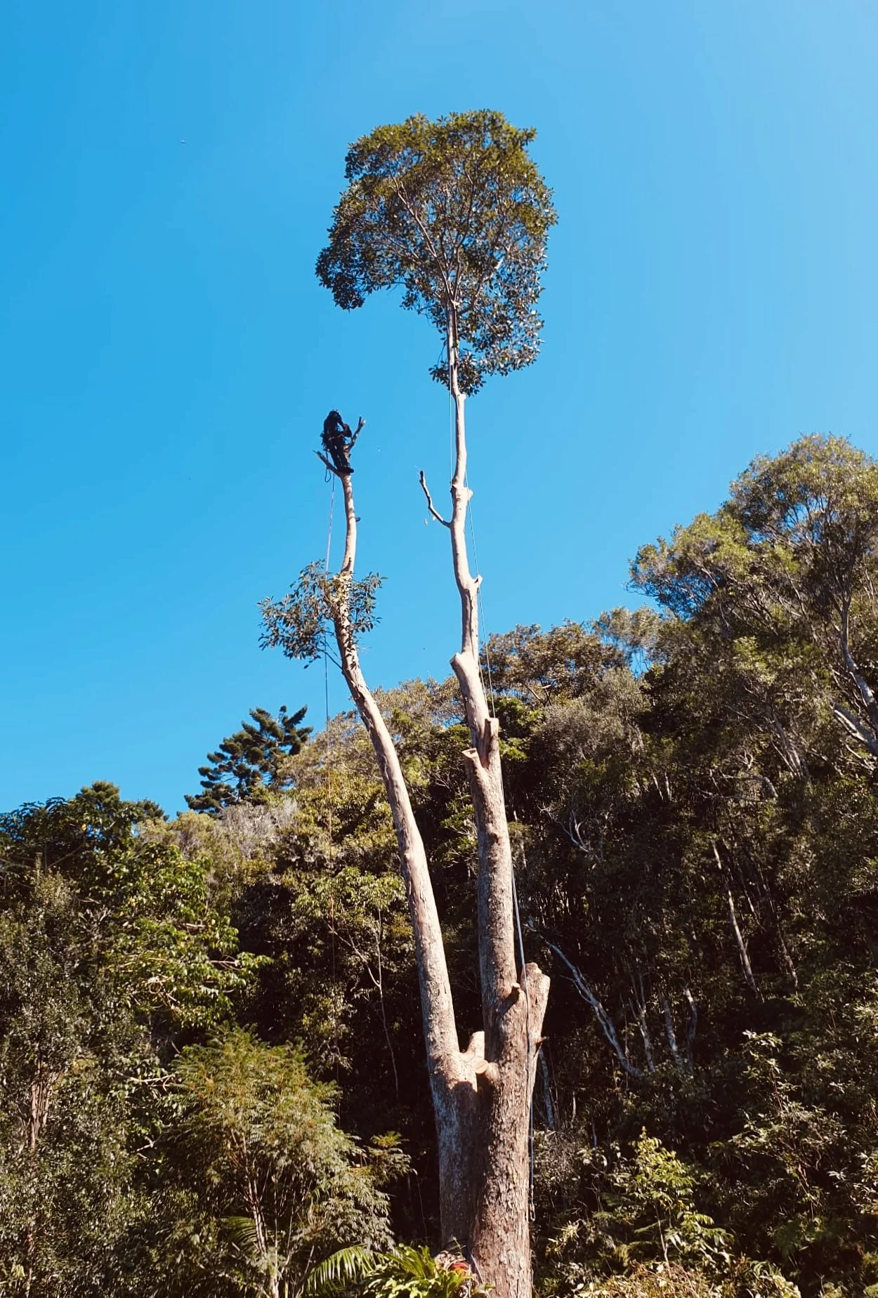 Vegetation Management Solutions