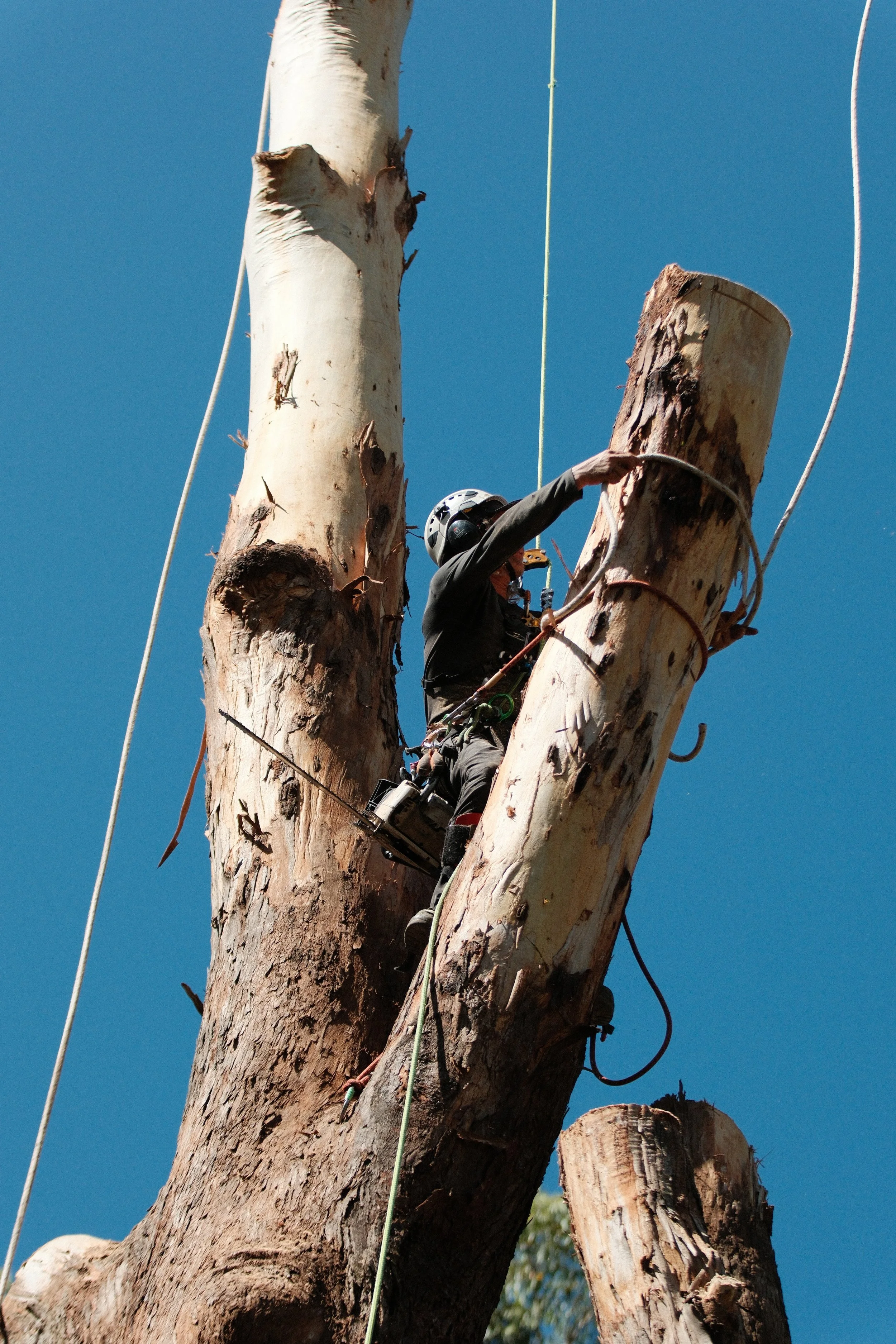tree removal service NSW (21).JPG