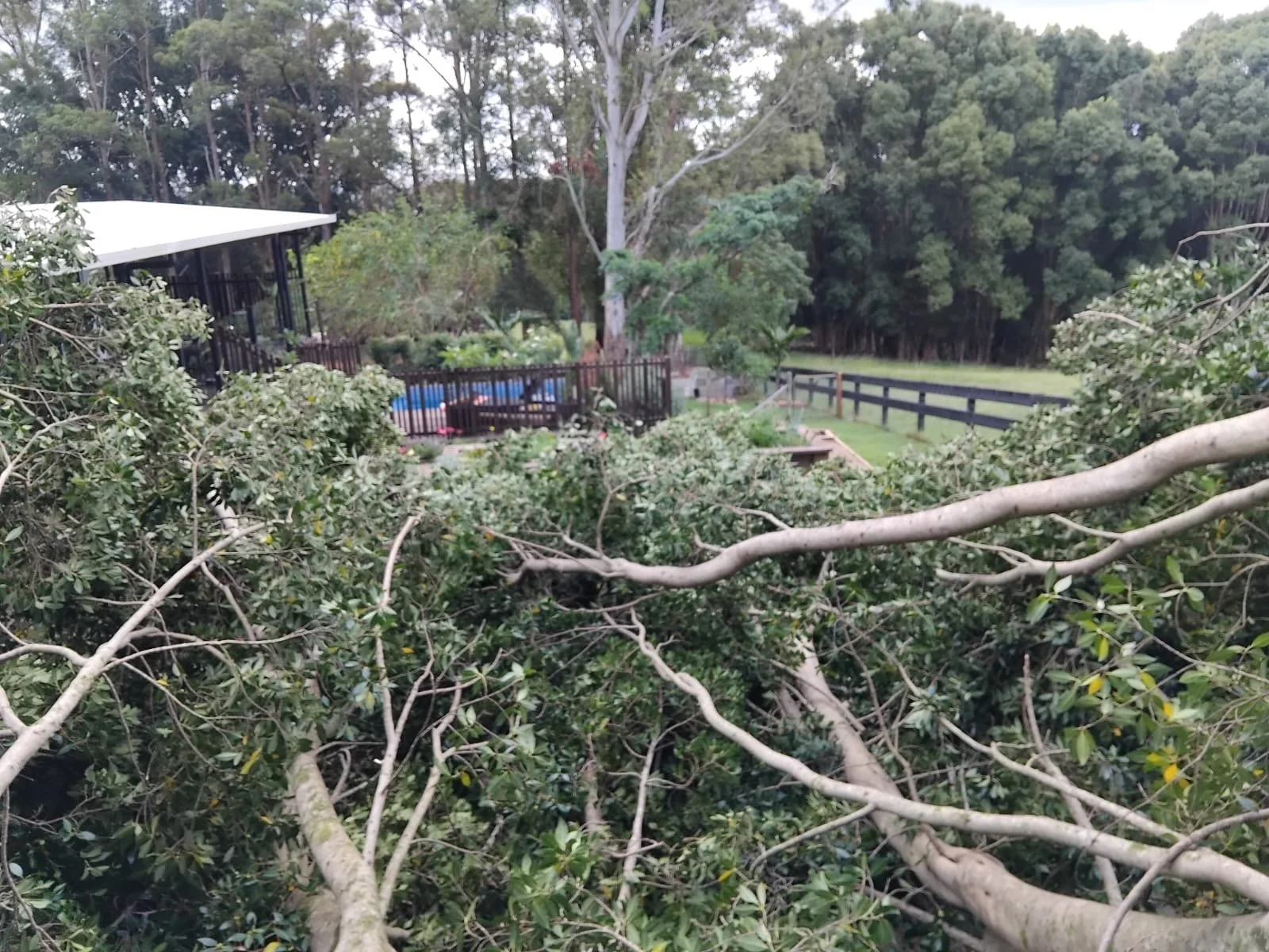 Arborist Service Tweed Shire (3).jpeg