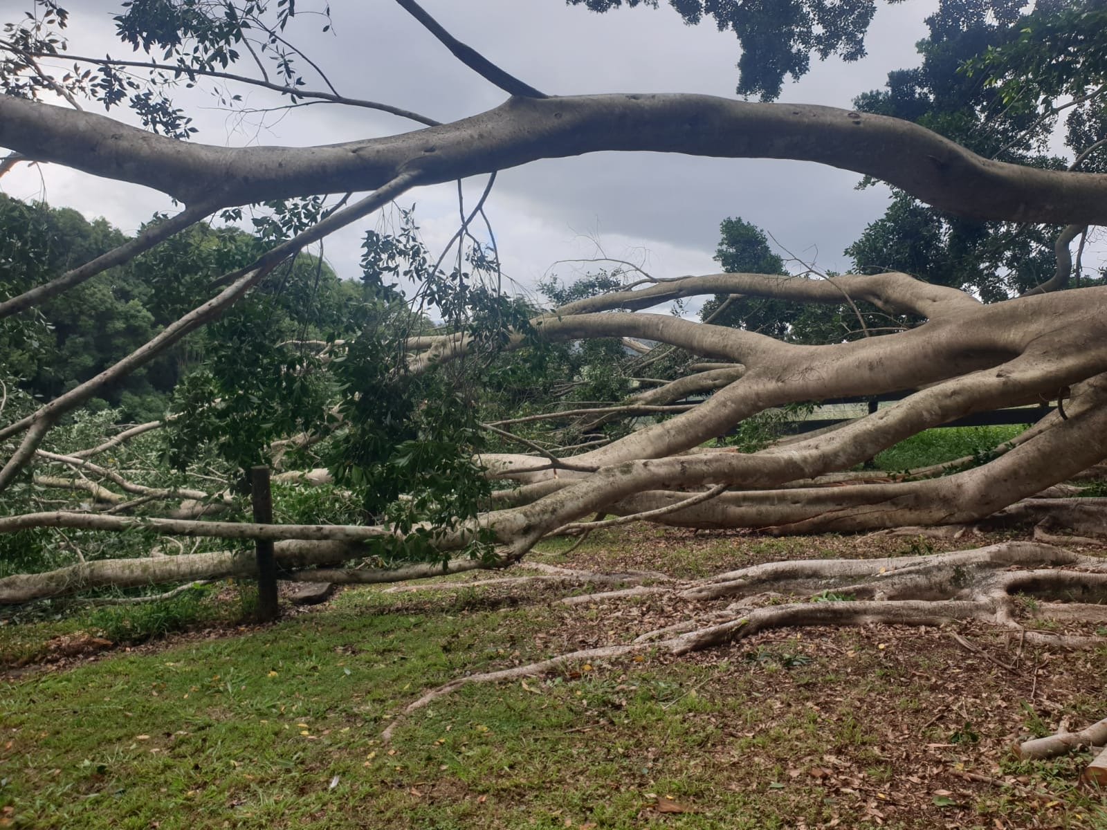 Arborist Services Northern Rivers (11).jpeg