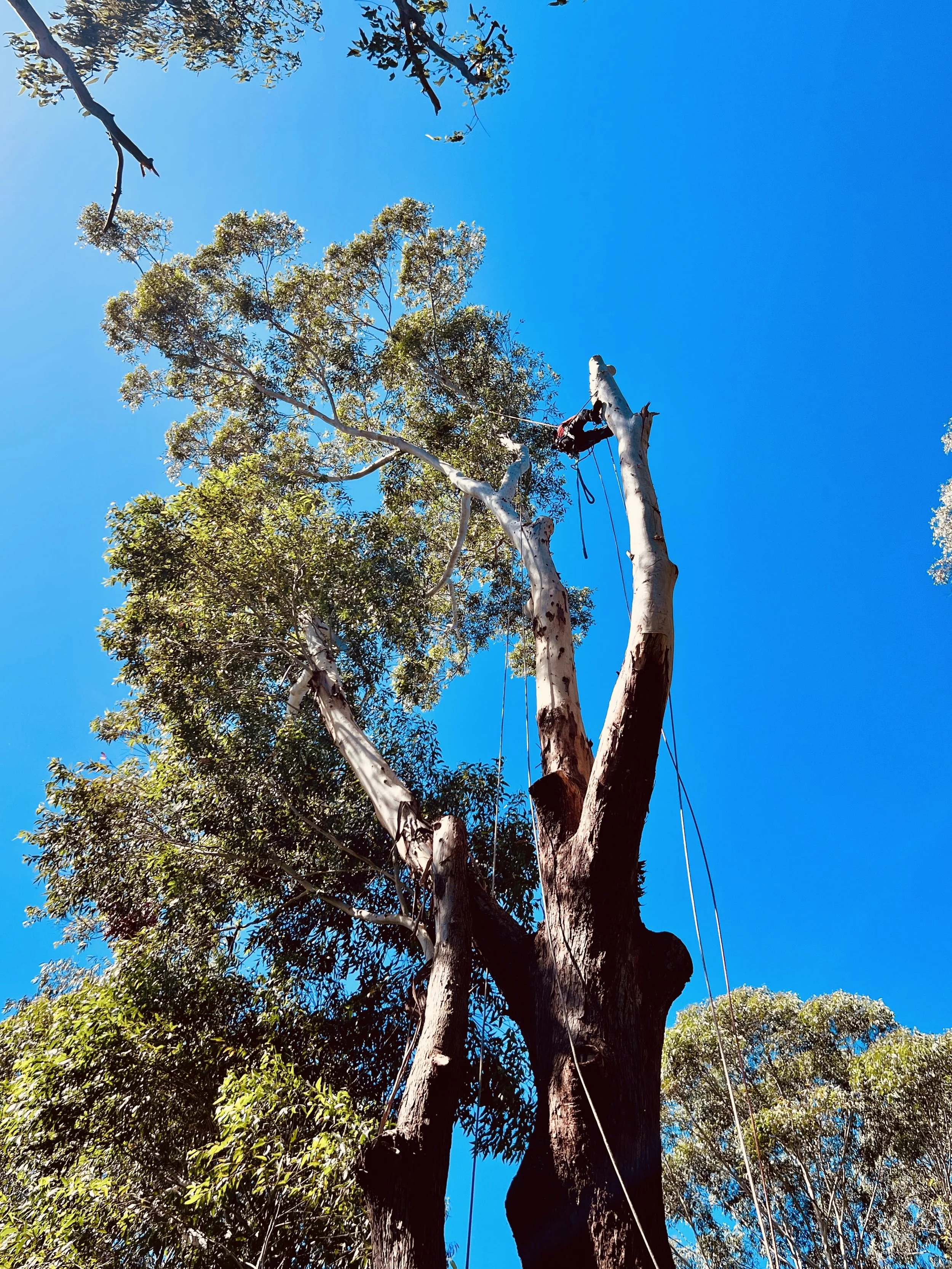Arborist Alstonville | Complete Tree Management Services — Leaf It To Us