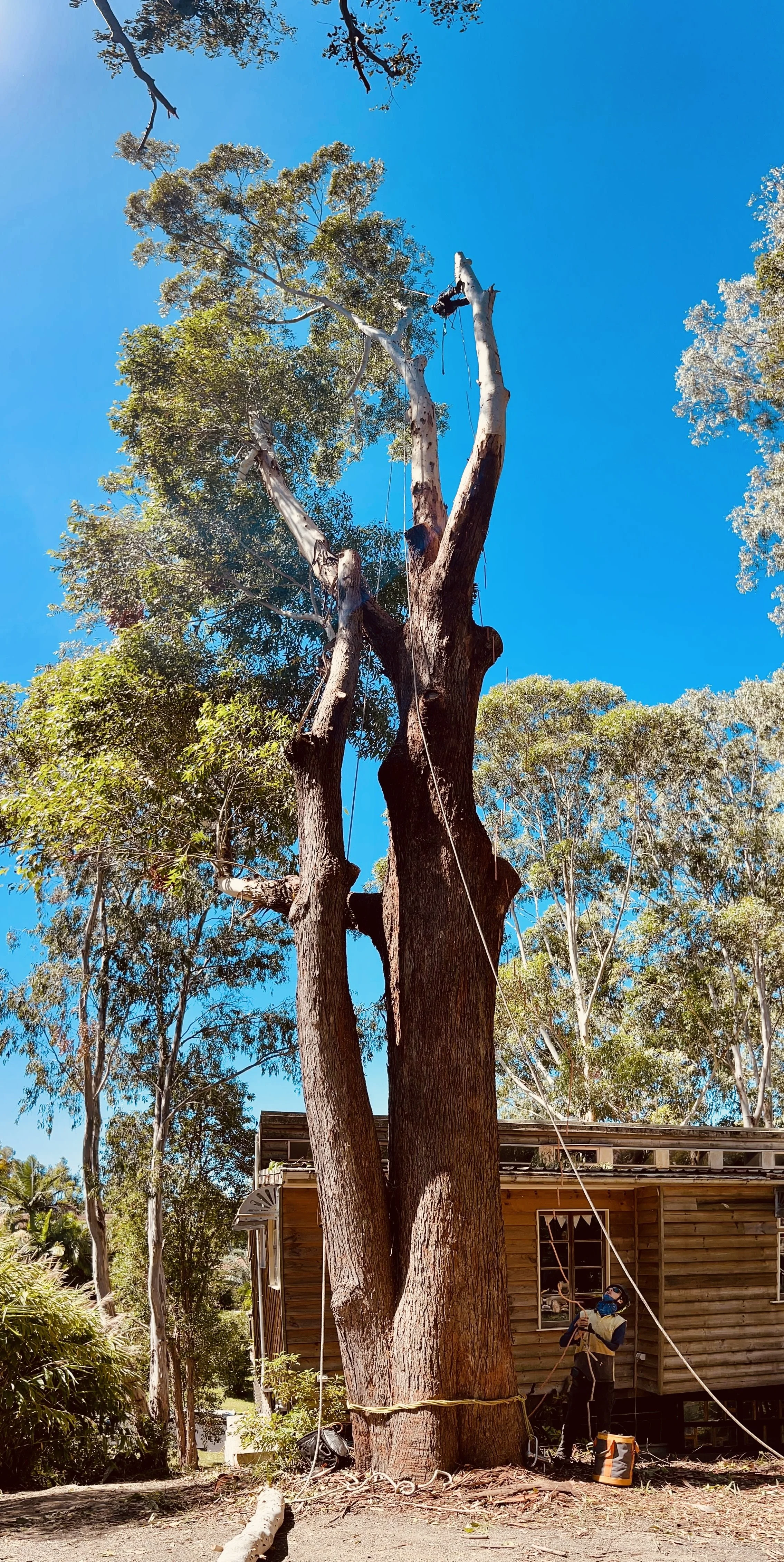 About Us - Trusted Northern Rivers Arborists — Leaf It To Us