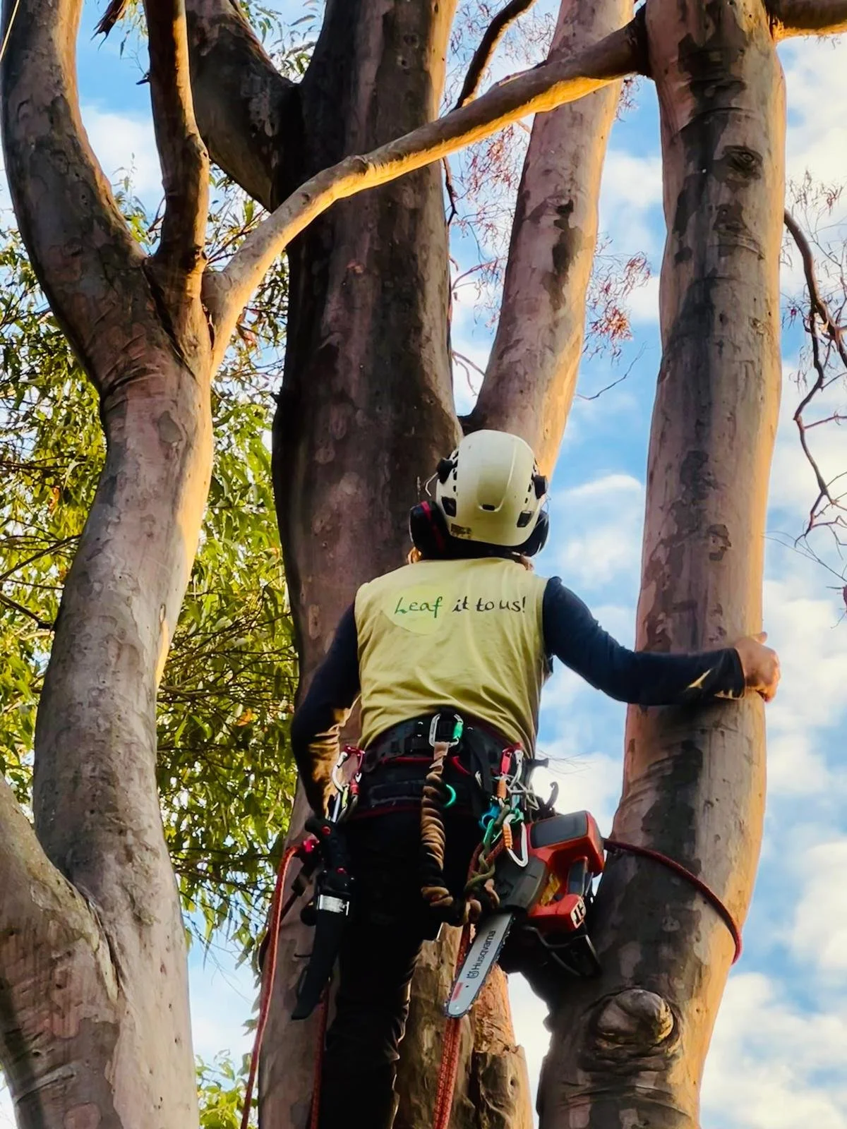 Arborist Byron Bay | Complete Tree Management Services — Leaf It To Us