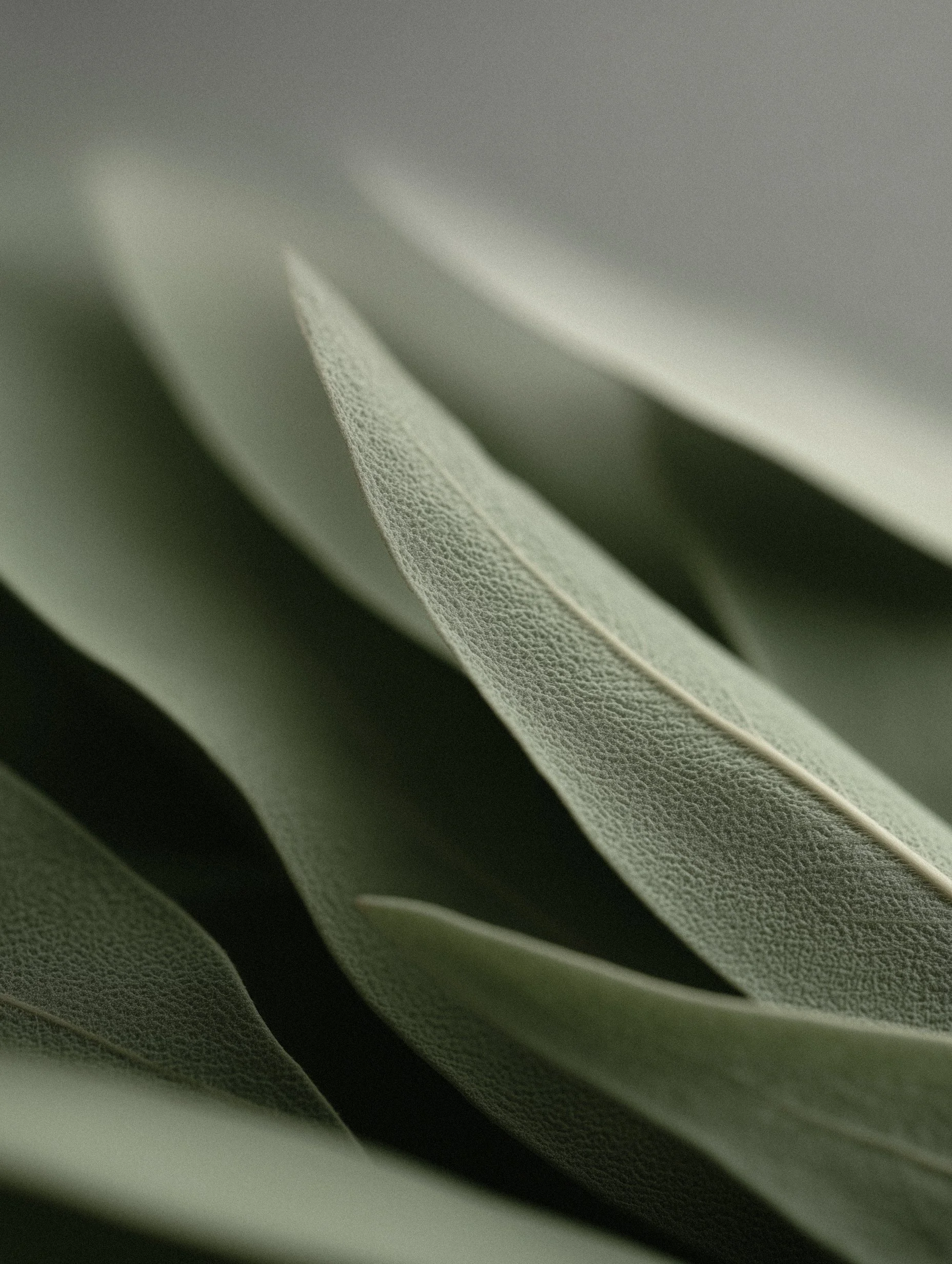 Close-up of green eucalyptus leaves with textured surface, overlapping softly.