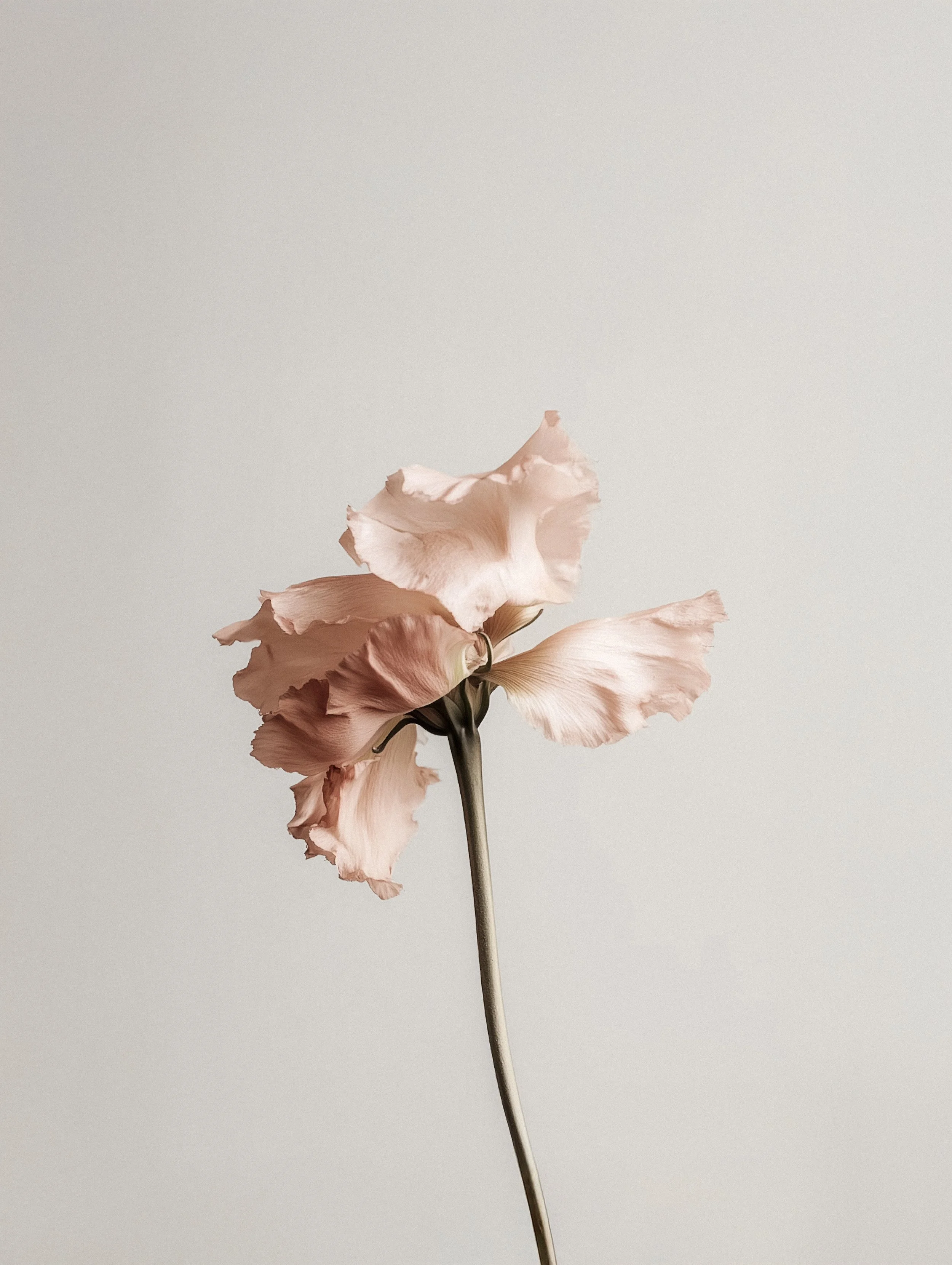 A single pale pink flower with ruffled petals against a plain light background.
