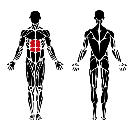 Abdominal muscles targeted by outdoor crunch machines like Leversport and OmniGym-style fitness equipment.