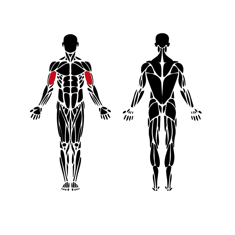 Biceps muscles targeted by outdoor curl machines like Leversport and OmniGym-style fitness equipment.