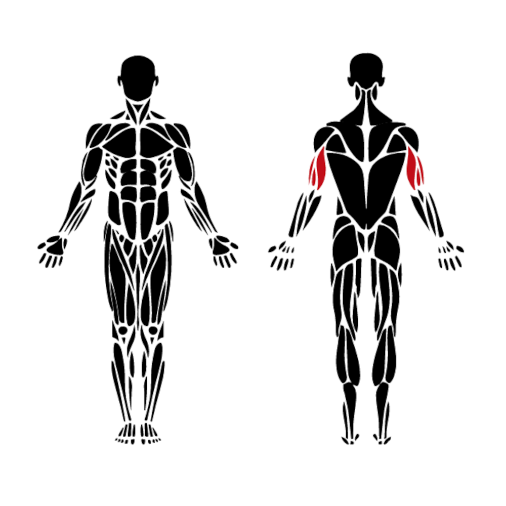 Biceps muscle activation diagram for an outdoor upper-body trainer similar to Omnigym units