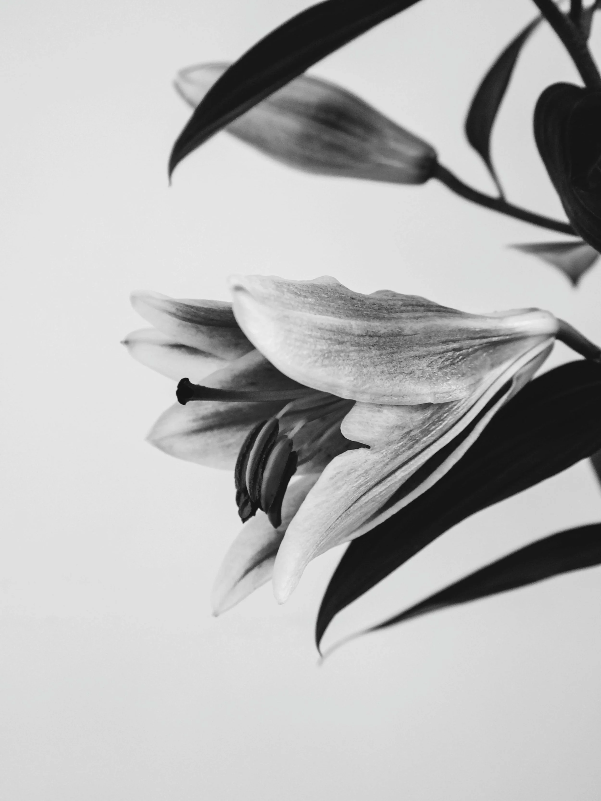 Black and white close-up of a lily flower with curved petals and prominent stamens, along with some elongated leaves.