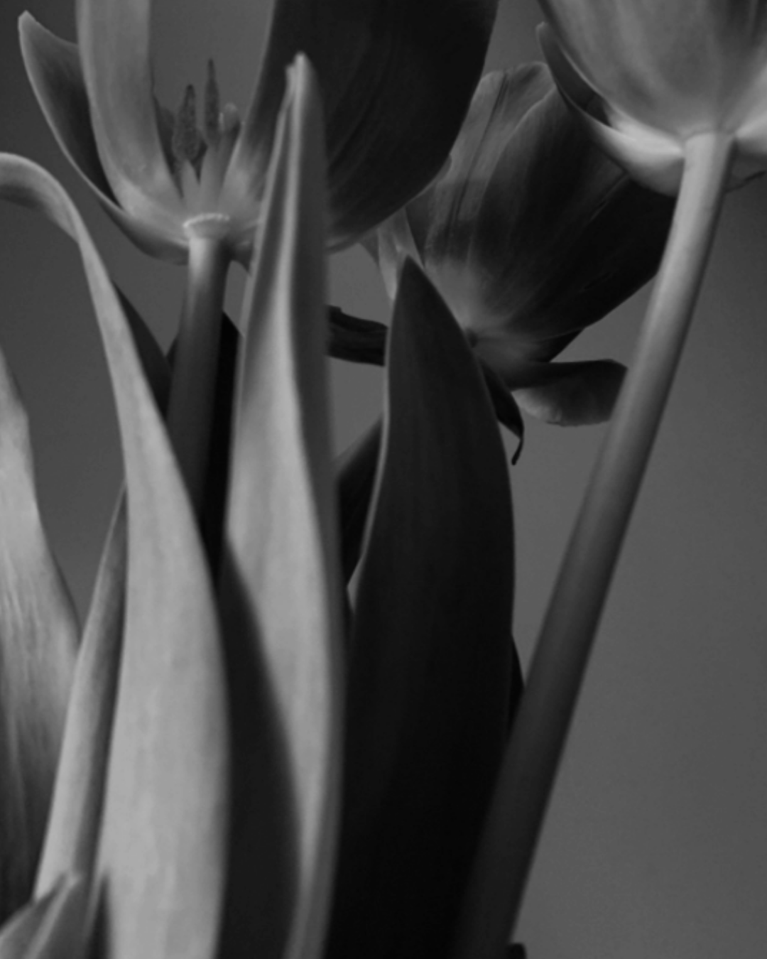 Close-up black and white photo of tulip flowers with large petals and elongated leaves.