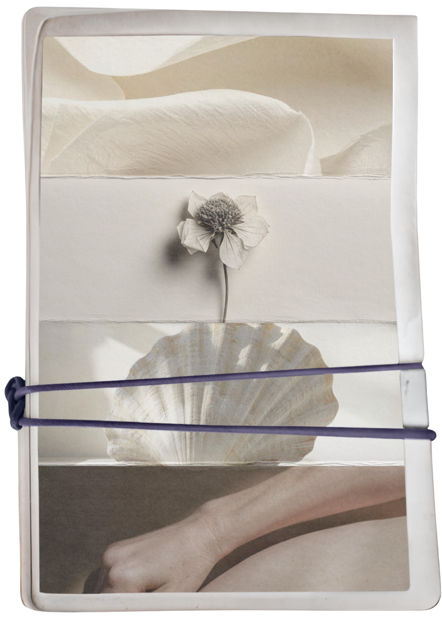 A mixed media art piece with layered paper, a pressed flower, a seashell, and a human hand, arranged in horizontal sections.