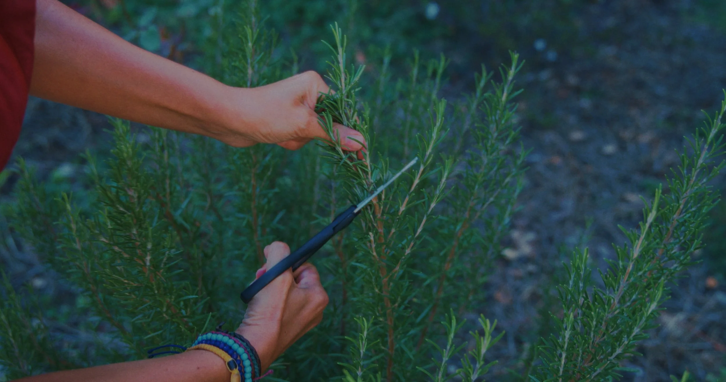 Still 2025-12-31 170225_1.8.1.jpeg