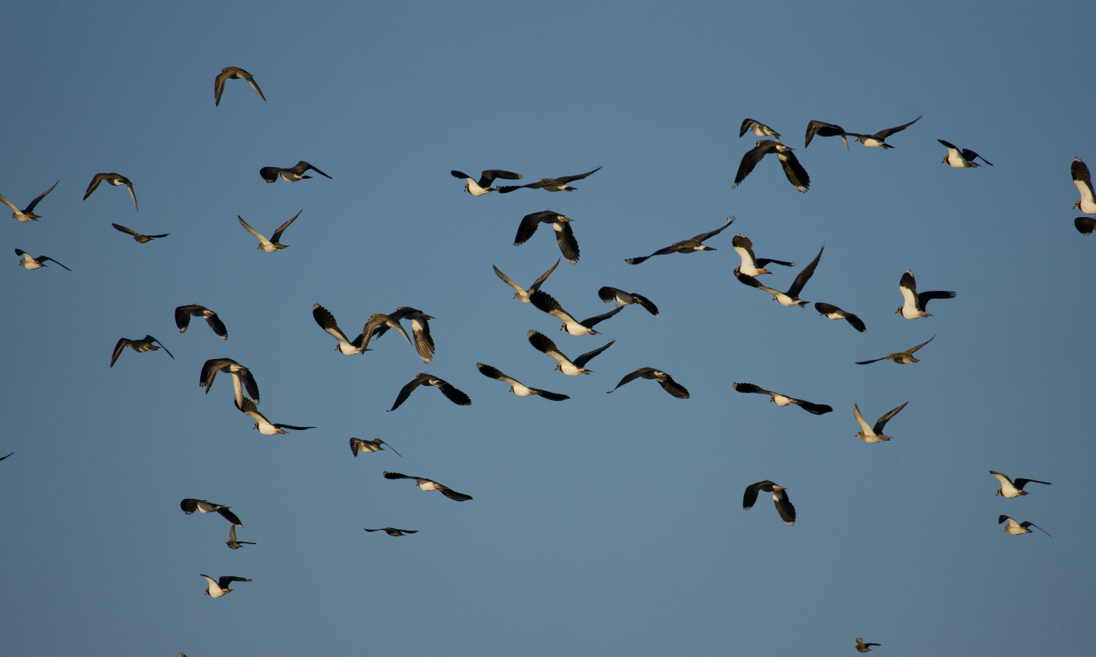 Reiki (1:1, distance)