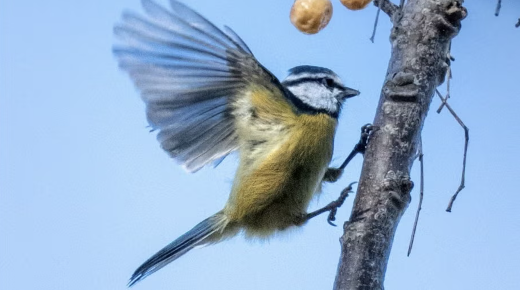 Amateur Birdwatching Walk: Montjuïc 🐦