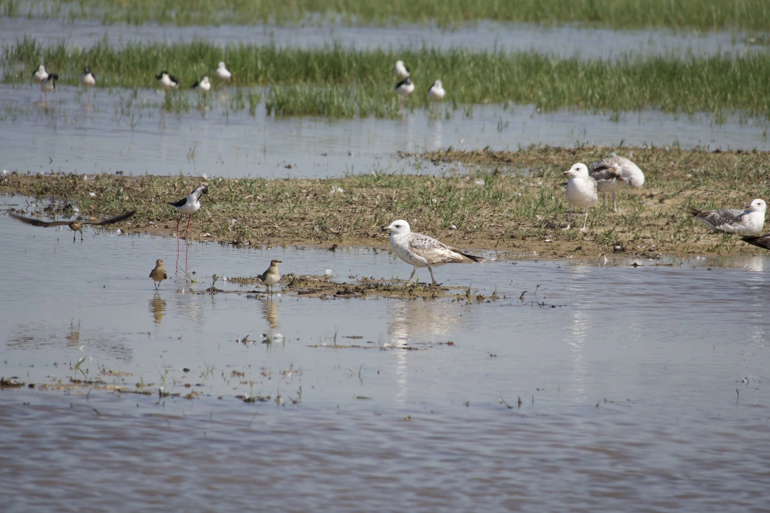 Birdwatching Field Trip at Espai Natural del Remolar Filipines