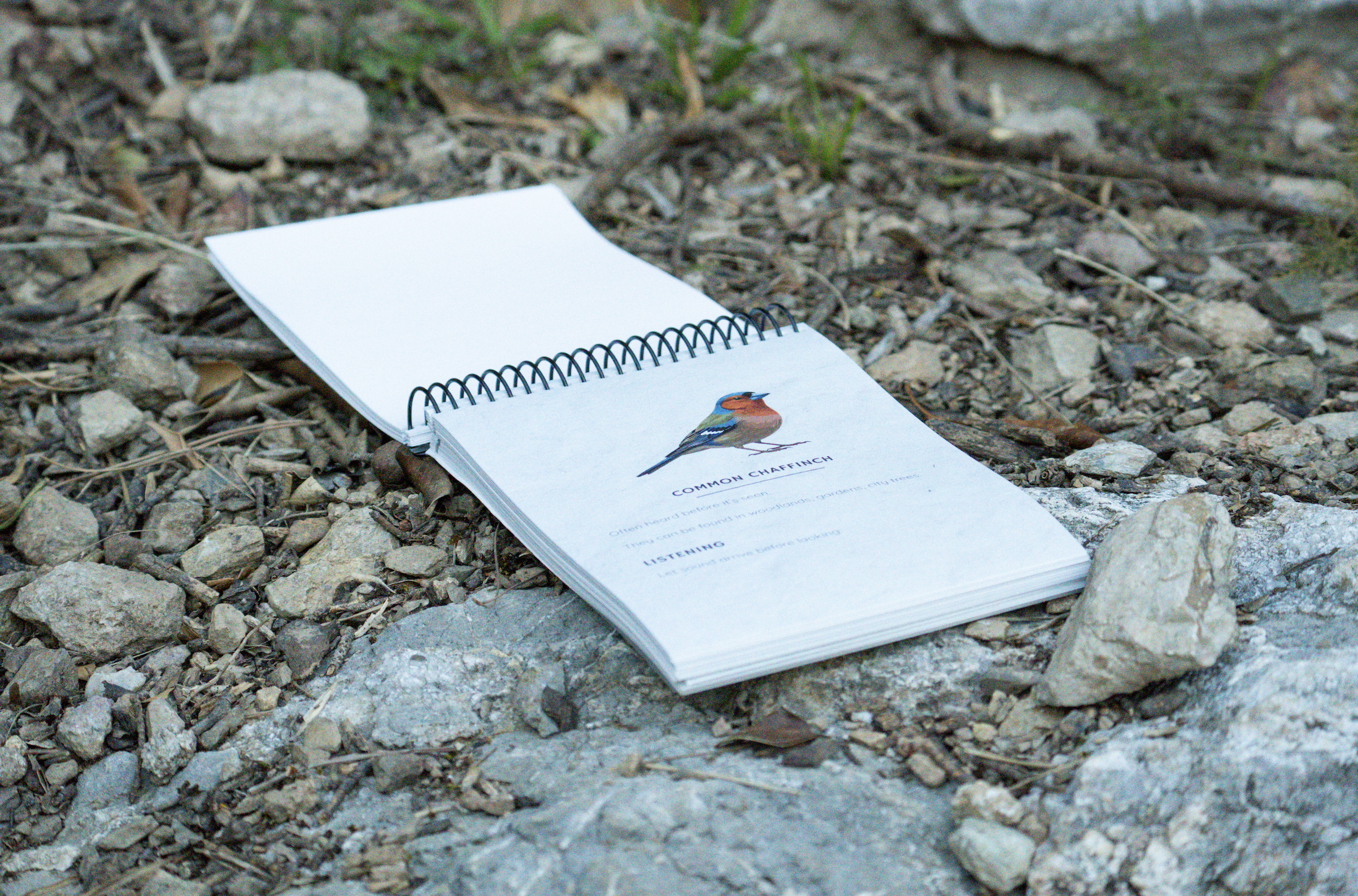 Common Chaffinch Journal Entry