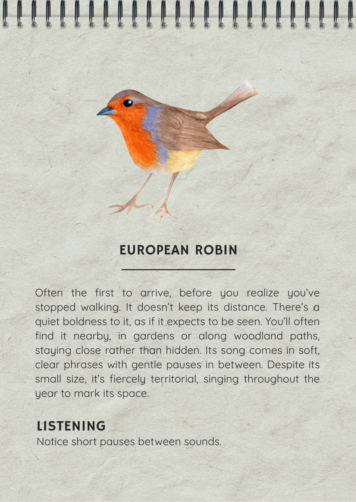 European Robin - Field Journal Mindfulness in Nature