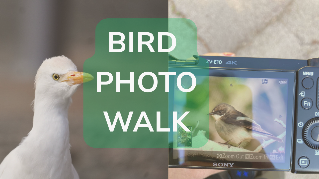 Bird Photo Walk