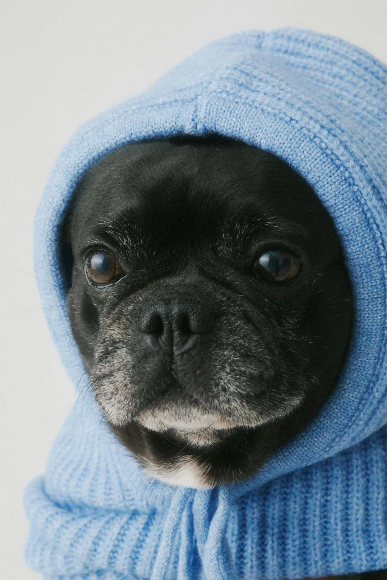 Das "Hundefutter-Paradoxon"