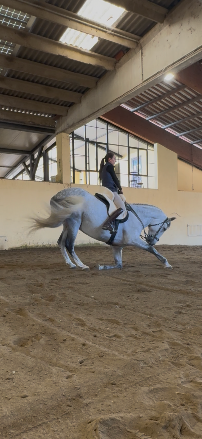 Gaia Esposito che allena un cavallo domato in alta scuola a Milano per un servizio fotografico.