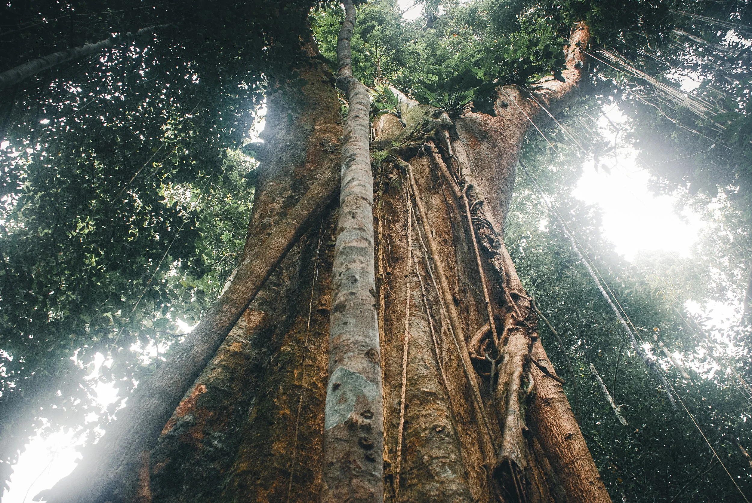 Blick nach oben auf einen großen Baum im Dschungel mit Lianen und Sonnenlicht, das durch die Blätter scheint.