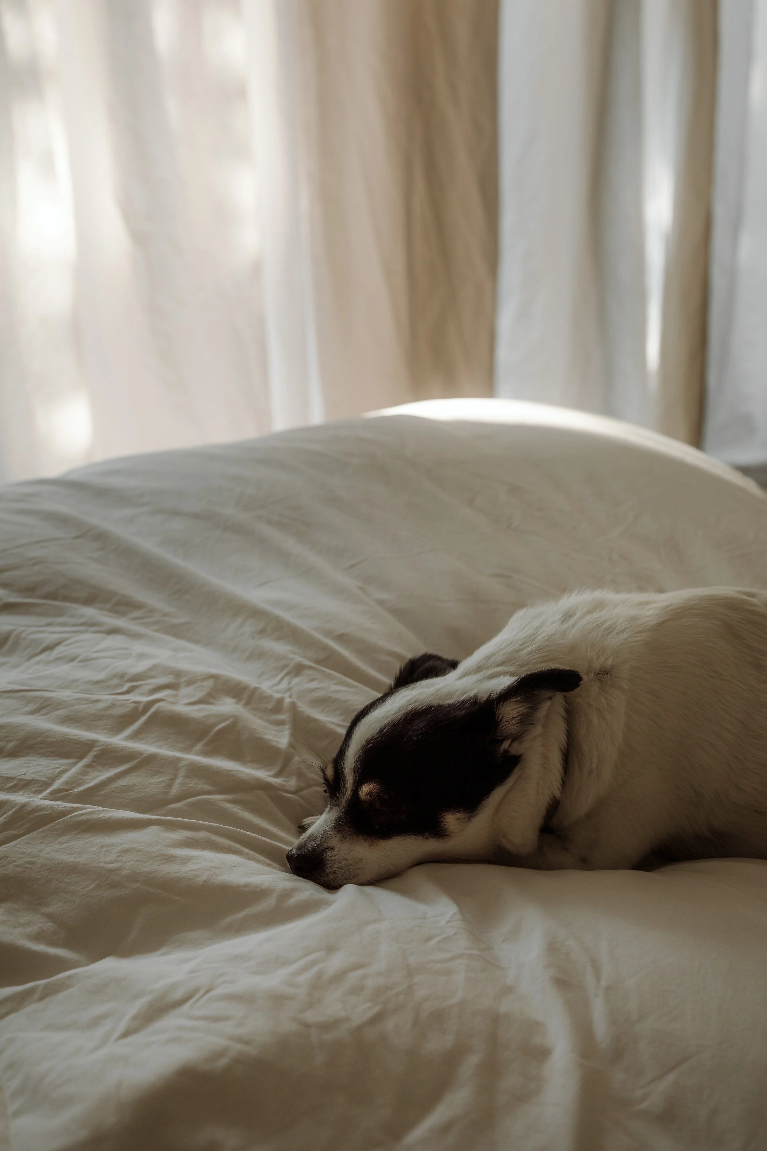 A small black and white dog sleeping on a cream-colored bed with curtains in the background.