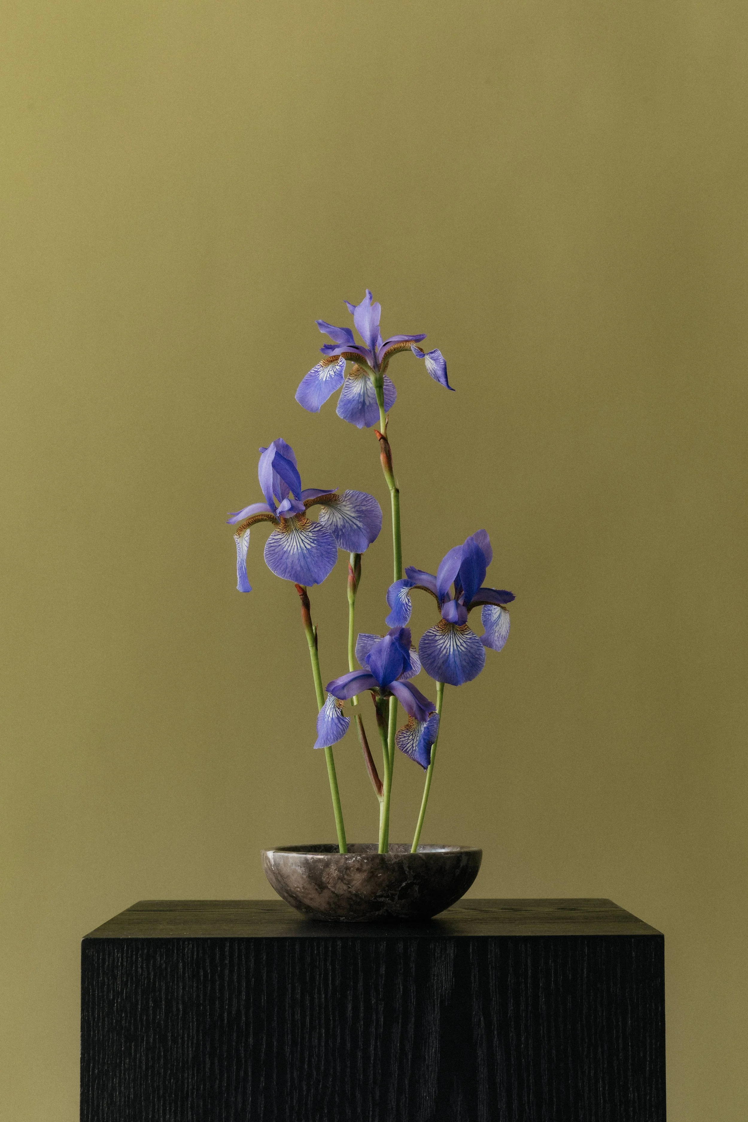Purple iris flowers arranged in a shallow bowl on a black wooden pedestal against a beige background.