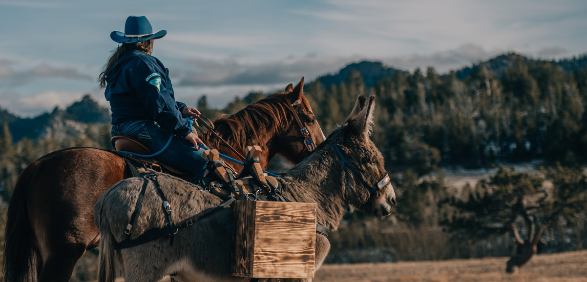5 Perspectives: Understanding Bureau of Land Management’s Wild Horse &amp; Burro Program