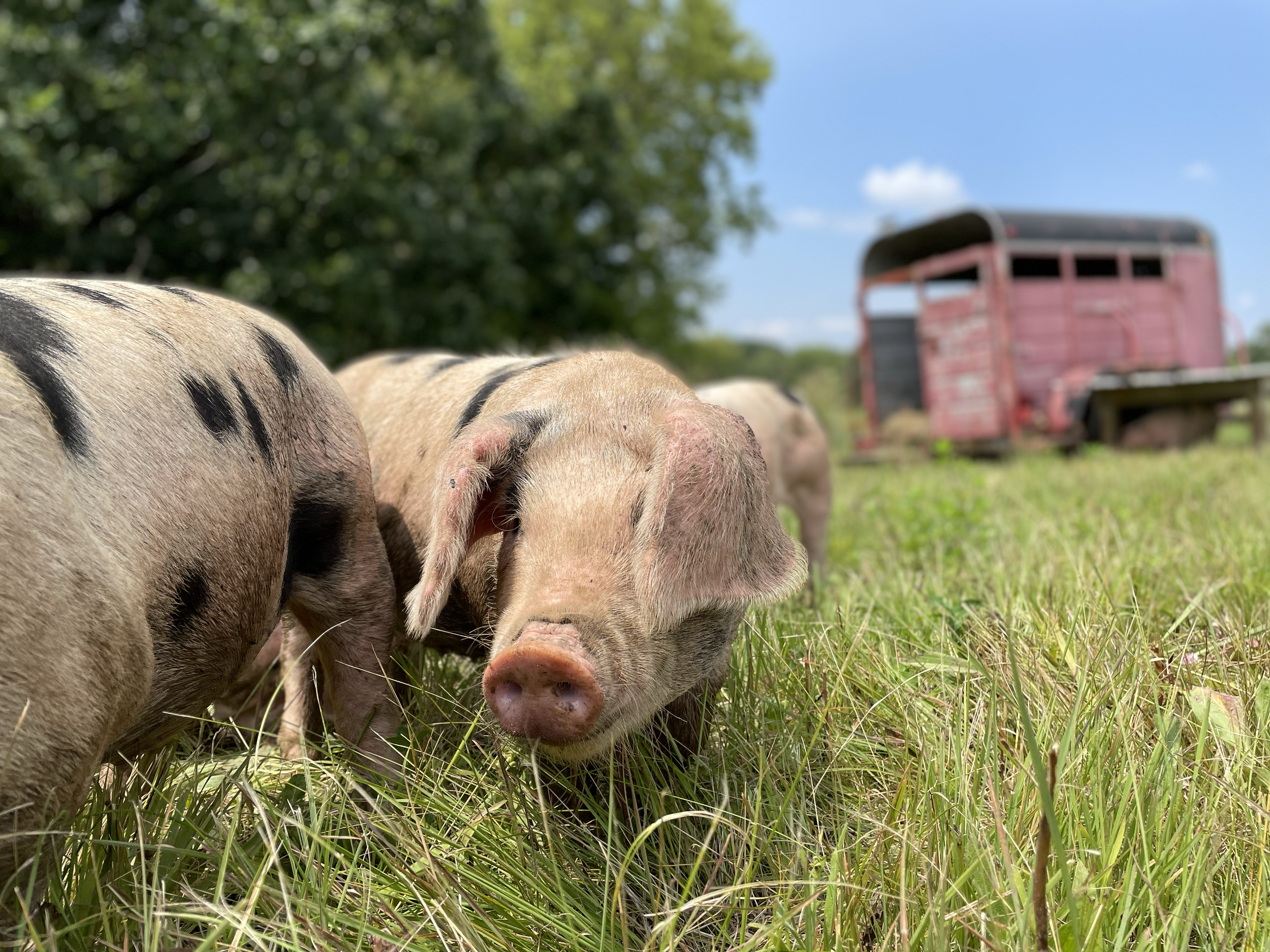 Two pigs grazing on grass in a field with a farm trailer in the background under a blue sky.
