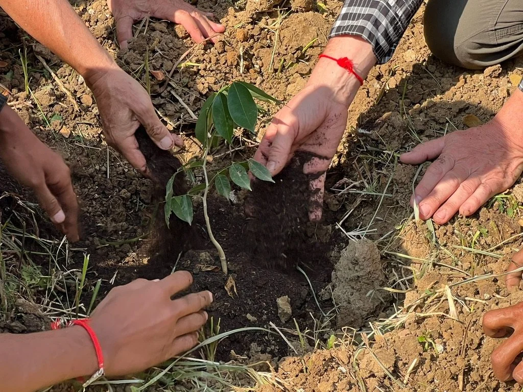Multiple people working together to plant a sapling in the soil.