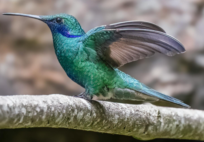 Colibri bleu posé, ailes partiellement déployées, image de référence pour le tableau Transition.