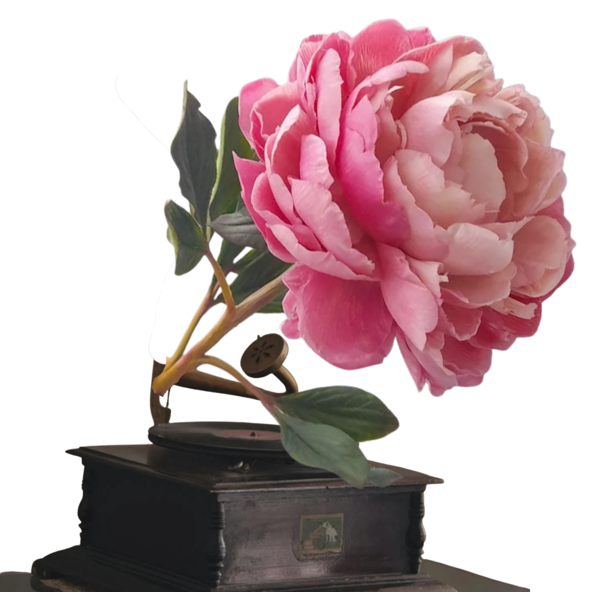 Collage associant une fleur rose et un gramophone ancien, étude de composition pour le tableau Transition.