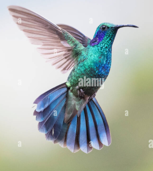 Colibri en vol, ailes déployées, étude de mouvement pour le tableau Transition.