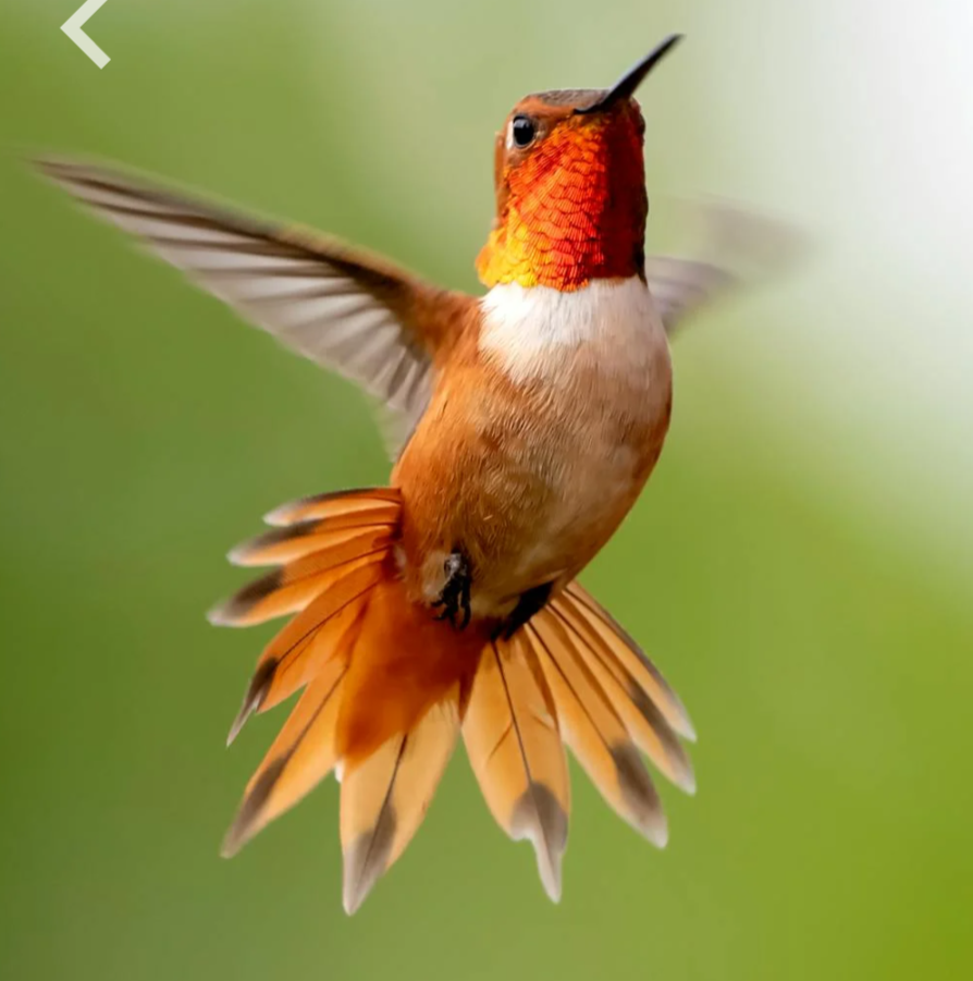 Colibri roux en vol, photographie de référence utilisée dans le processus créatif du tableau Transition.