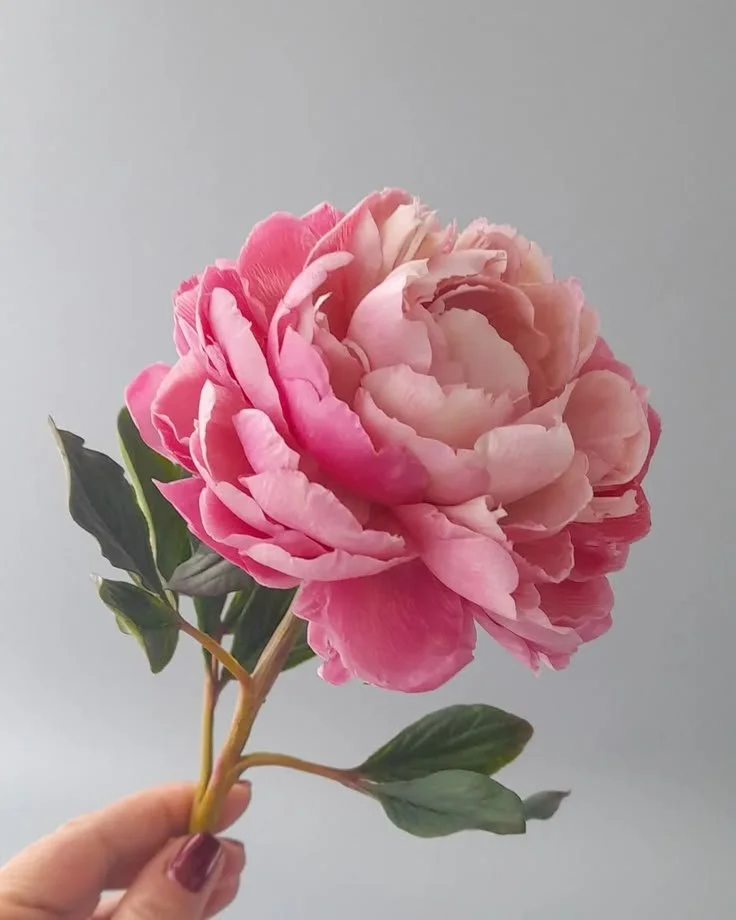 Fleur rose tenue à la main sur fond neutre, photographie de référence utilisée dans le processus créatif du tableau Transition.