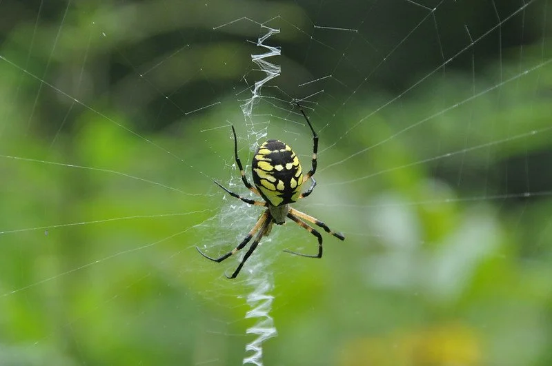 A spider with black and yellow markings on its abdomen sitting on a web with a spiral silk pattern, against a blurred green background.