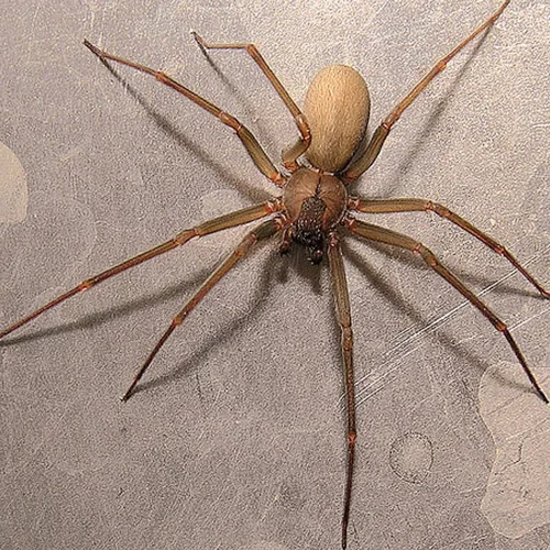 A spider with a beige abdomen and long legs on a gray surface.