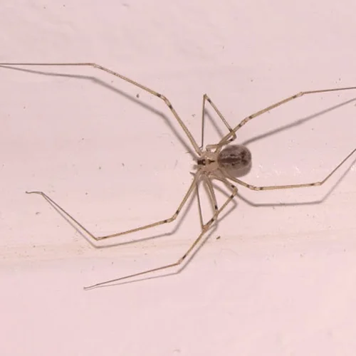 Close-up of a spider with very long, thin legs on a plain surface.