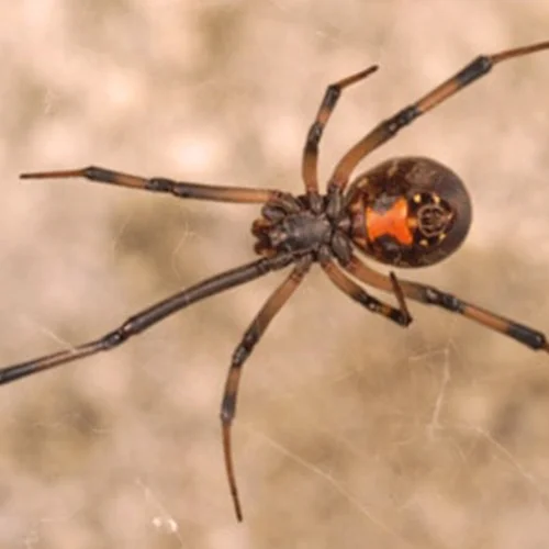 Close-up of a spider with a distinctive orange marking on its abdomen, on its web.