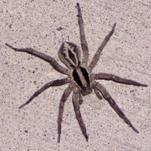Close-up of a jumping spider on a sandy surface.