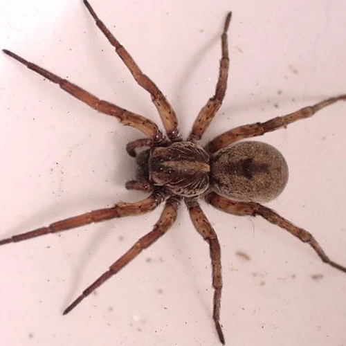 Close-up of a spider with a round body and eight legs on a white surface.