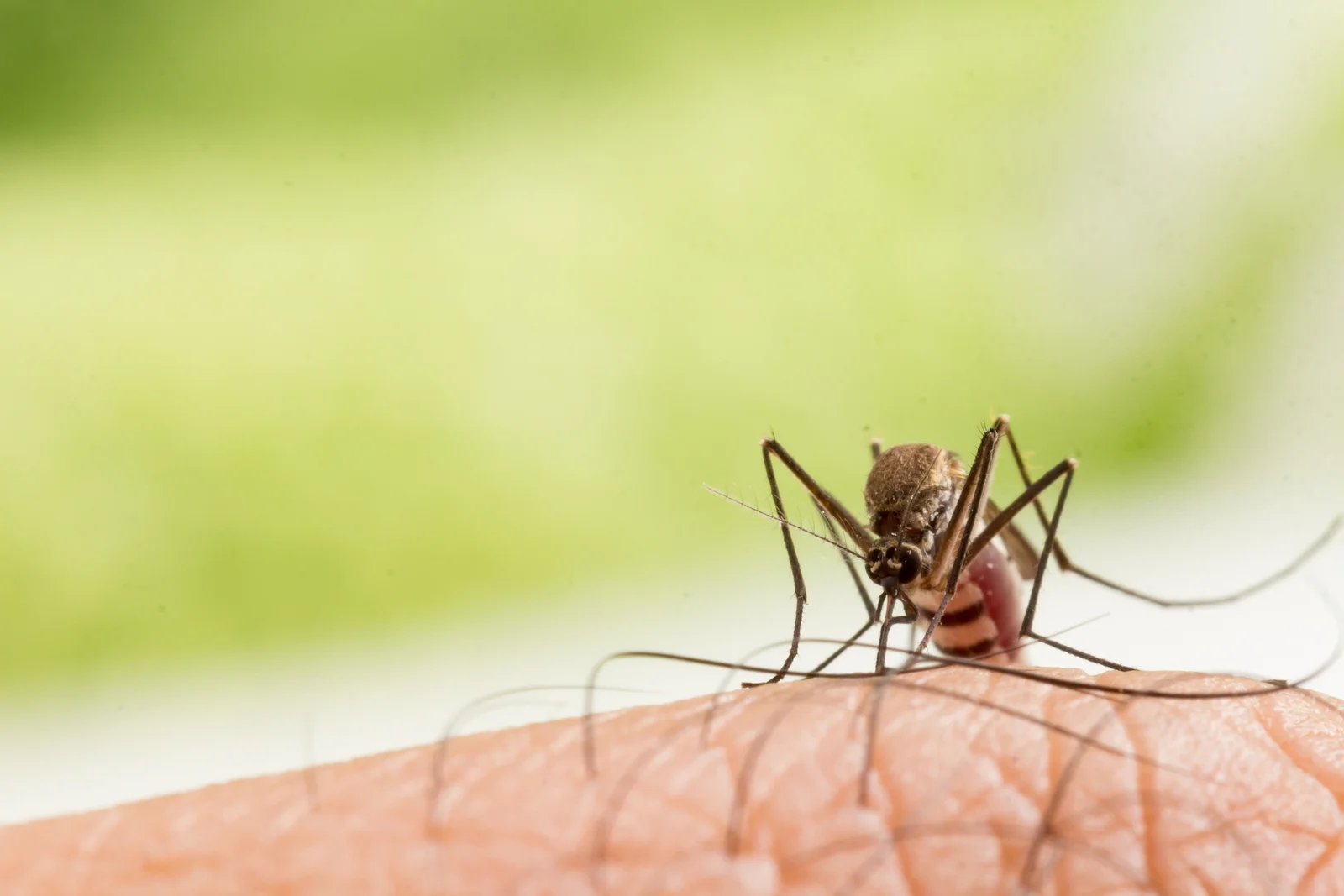 Close-up of a mosquito feeding on human skin with a blurred green background.