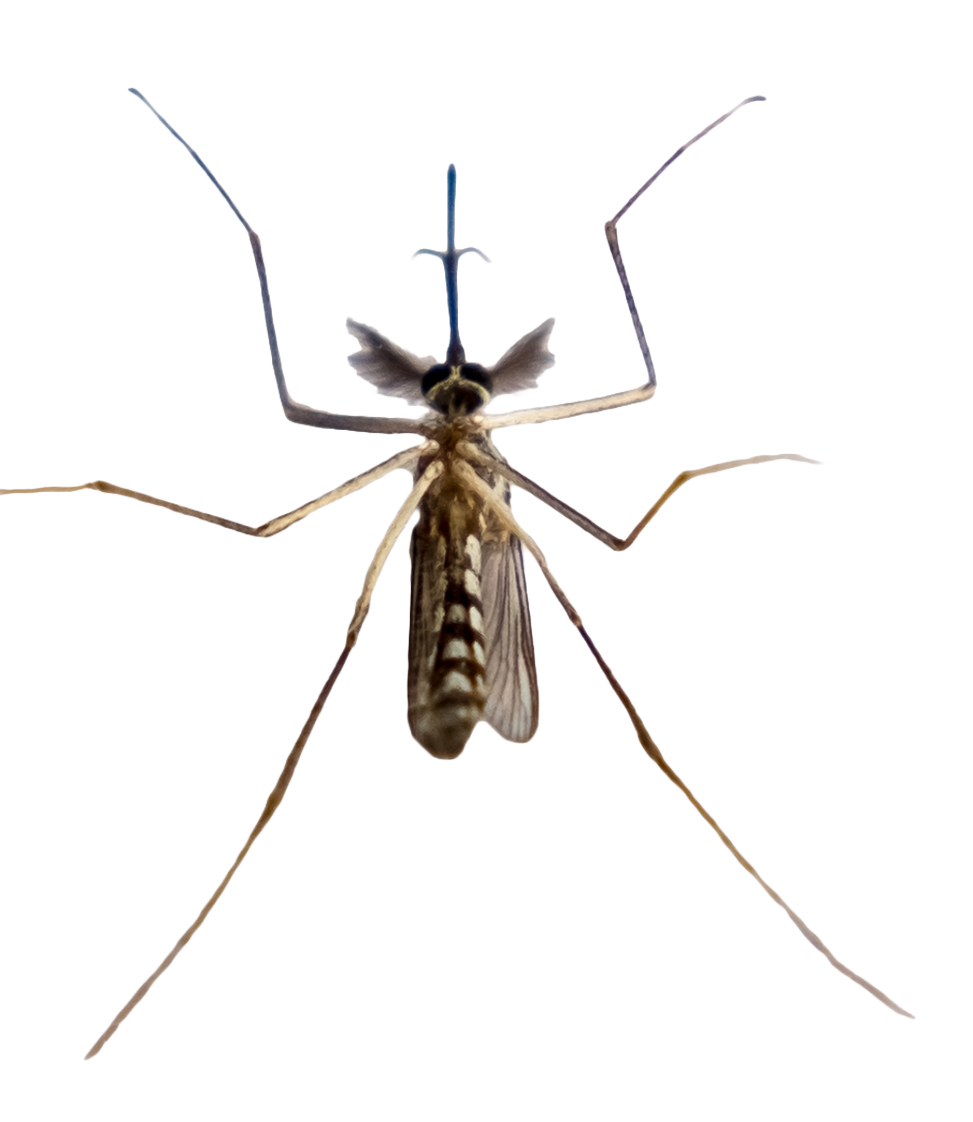A mosquito with wings and long legs, standing on a surface with colorful lines and geometric shapes in the background.