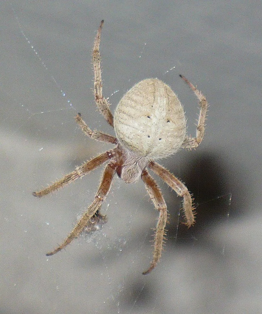 Close-up of a small spider with a round, pale-colored abdomen, and brown legs, on a web.