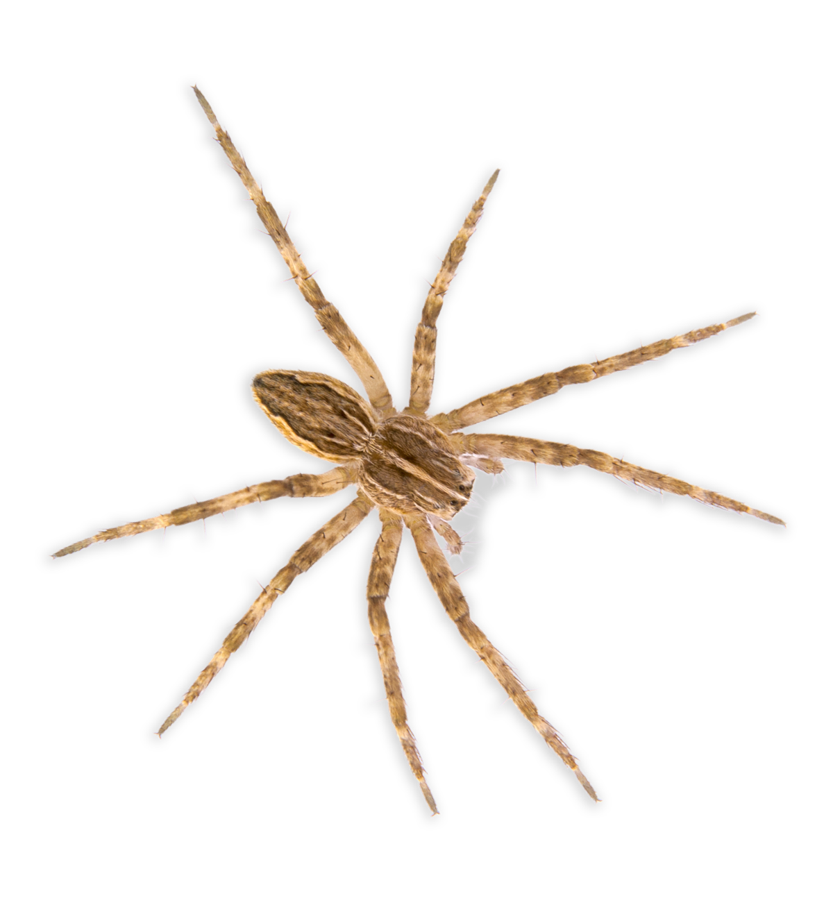 Close-up of a spider with a small insect in its mouth, set against a black background.