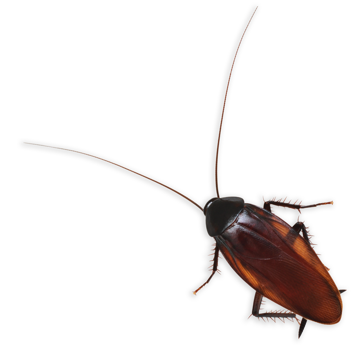 A graphic depiction of a cockroach with an illustration style on a black background.